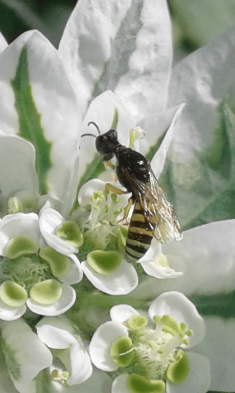 Crabronidae : Ectemnius sp. 2 ? No, femmina di Lestica clypeata